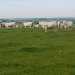 WCC Nagy-Britannia 2012 - DZ